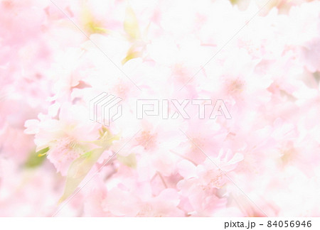 全体をぼかした桜・桜色の背景素材 多重 全体をぼかした桜・桜色の背景素材 多重 84056946