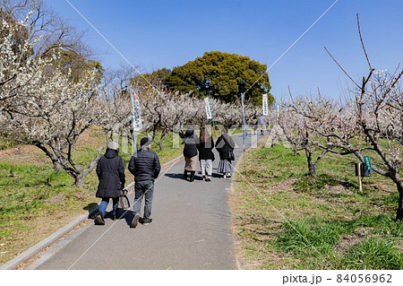愛知県知多市佐布里池公園の梅林 愛知県知多市佐布里池公園の梅林 84056962
