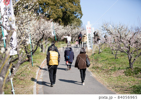 愛知県知多市佐布里池公園の梅林 84056965