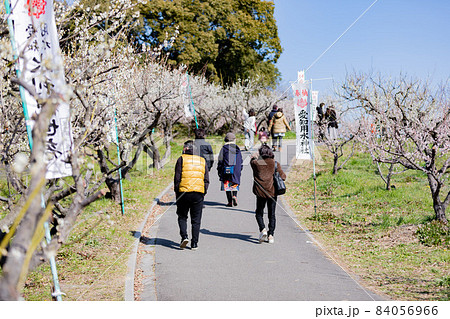 愛知県知多市佐布里池公園の梅林 愛知県知多市佐布里池公園の梅林 84056966