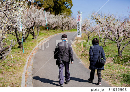 愛知県知多市佐布里池公園の梅林 愛知県知多市佐布里池公園の梅林 84056968