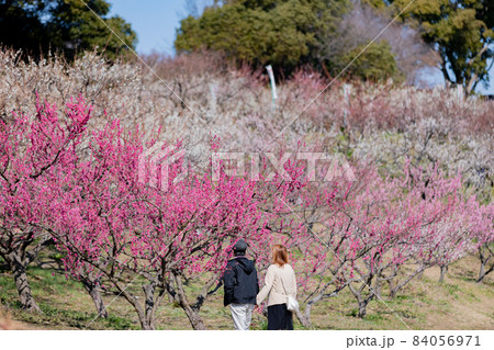 愛知県知多市佐布里池公園の梅林 84056971