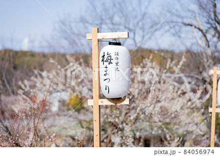 愛知県知多市佐布里池公園の梅林 愛知県知多市佐布里池公園の梅林 84056974