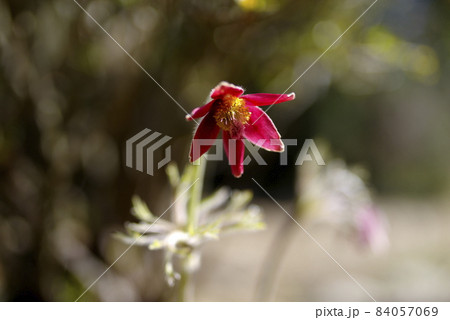 オキナ草 84057069