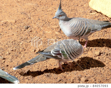 オーストラリアのエアーズロック付近に生息する鳩の写真素材 [84057093