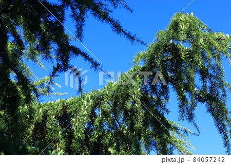 ヒマラヤスギの小さな松ぼっくり 84057242