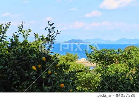 【山口県】大島みかんと海 周防大島 【山口県】大島みかんと海 周防大島 84057539