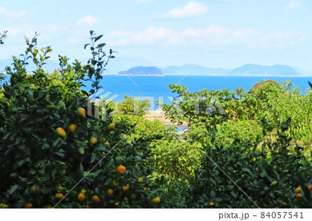 【山口県】大島みかんと海 周防大島 【山口県】大島みかんと海 周防大島 84057541