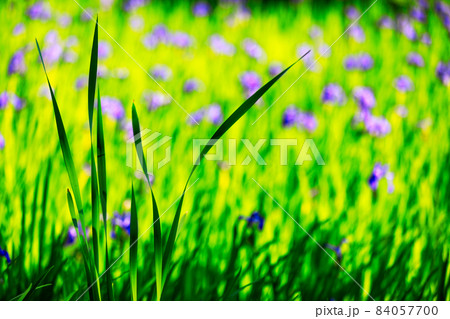 いろいろな花 (ボタニカルアート素材写真) いろいろな花 (ボタニカルアート素材写真) 84057700