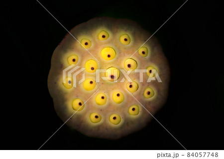 いろいろな花 (ボタニカルアート素材写真) いろいろな花 (ボタニカルアート素材写真) 84057748