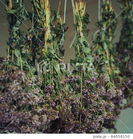 Bunches of oregano herbs. A healing plant with purple flowers. 84058150