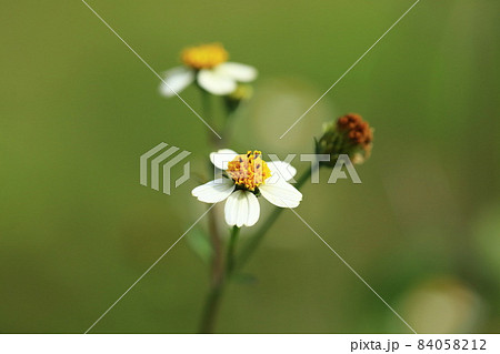 センダングサの花 センダングサの花 84058212