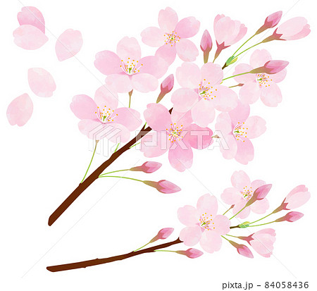 桜 サクラ ソメイヨシノ 桜の枝 花びらのイラスト素材
