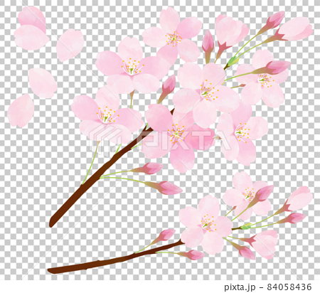 桜の花のベクター素材 サクラ ソメイヨシノ 桜の枝 花びら 84058436