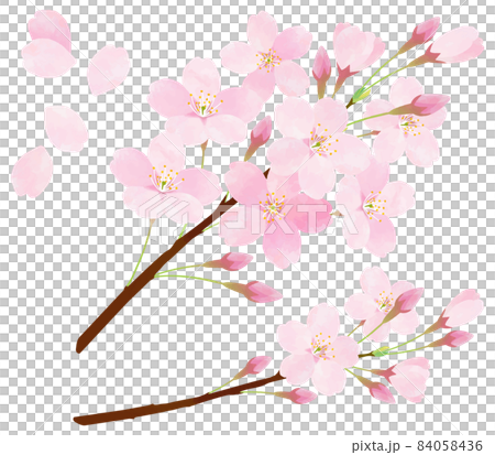 桜の花のベクター素材 サクラ ソメイヨシノ 桜の枝 花びら 桜の花のベクター素材 サクラ ソメイヨシノ 桜の枝 花びら 84058436