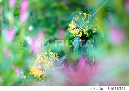 いろいろな花　(ボタニカルアート素材写真) 84058541