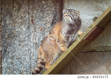 Wild cat manul or Pallas's cat, lat. Otocolobus manul, in the zoo Wild cat manul or Pallas's cat, lat. Otocolobus manul, in the zoo 84059175
