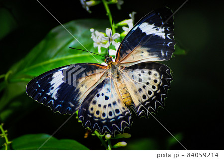 the colorful wings the colorful wings 84059214