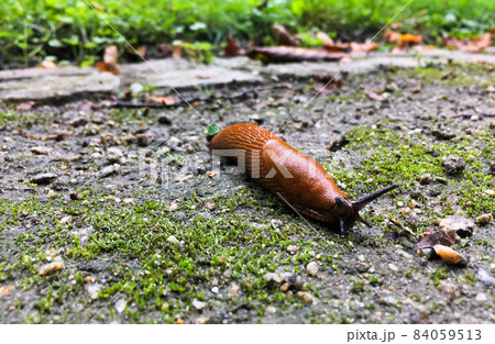 Close up view of common brown slug on the ground outside. Big slimy brown snail slugs crawling in the garden 84059513
