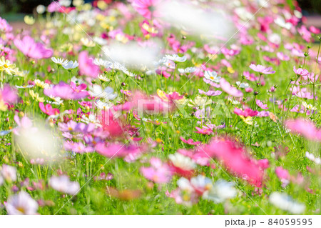 いろいろな花 (ボタニカルアート素材写真) いろいろな花 (ボタニカルアート素材写真) 84059595