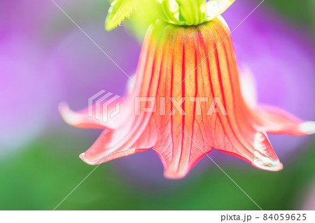 いろいろな花 (ボタニカルアート素材写真) いろいろな花 (ボタニカルアート素材写真) 84059625