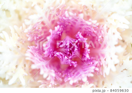 いろいろな花 (ボタニカルアート素材写真) いろいろな花 (ボタニカルアート素材写真) 84059630
