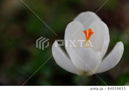 いろいろな花 (ボタニカルアート素材写真) いろいろな花 (ボタニカルアート素材写真) 84059655