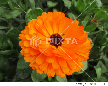オレンジ色が鮮やかなキンセンカの花 オレンジ色が鮮やかなキンセンカの花 84059921