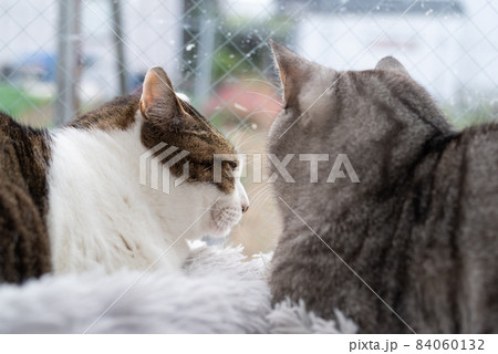 くつろぐ二匹の猫　キジトラ・サバトラ猫 84060132