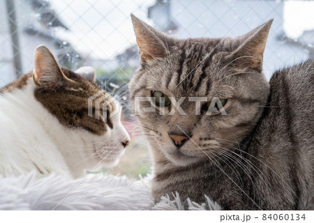くつろぐ二匹の猫 キジトラ・サバトラ猫 くつろぐ二匹の猫 キジトラ・サバトラ猫 84060134