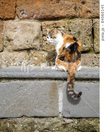 イタリア　チヴィタディバニョレージョの三毛猫 84060145