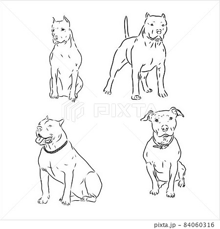 American PIT BULL TERRIER dog artwork print A3/A4 signed pencil drawing  Pitbull | eBay