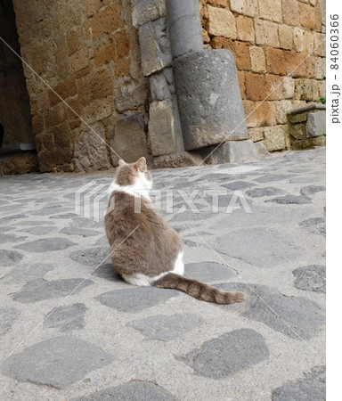 イタリア チヴィタディバニョレージョのグレー白猫 イタリア チヴィタディバニョレージョのグレー白猫 84060366