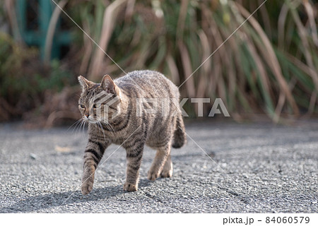 歩く猫の写真素材 [84060579] - PIXTA