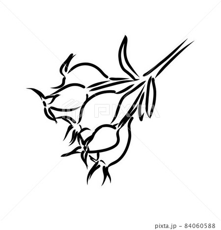 Rosa Hugonis ink sketch. Dog-rose. Isolated. Hand drawn outline style. Rosa Hugonis ink sketch. Dog-rose. Isolated. Hand drawn outline style. 84060588