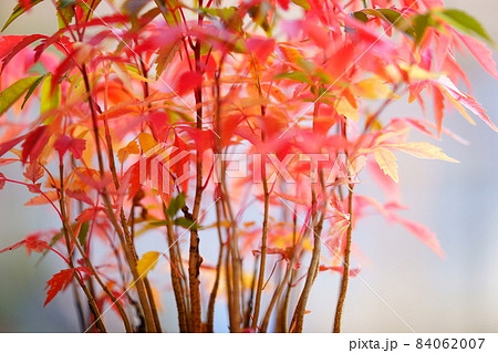 紅葉・鉢植えのハゼの幼木・朝日の中で 84062007