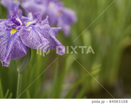 東京 北山公園 初夏の水辺に彩る花菖蒲の世界【花・植物】 東京 北山公園 初夏の水辺に彩る花菖蒲の世界【花・植物】 84063108
