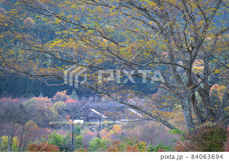 初秋の黄色く染まる木《道志村》 84063694