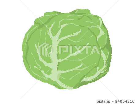 キャベツのイラスト素材 キャベツのイラスト素材