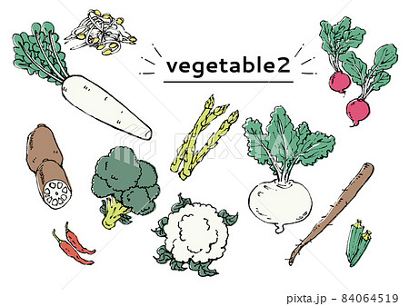 シンプルな野菜セット 84064519
