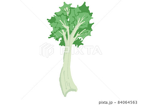 セロリ 84064563