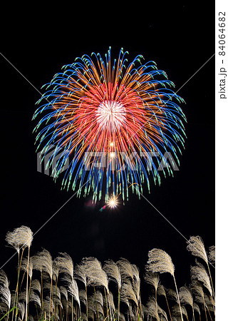 秋イメージ 風に揺れるススキと花火 黒背景 の写真素材