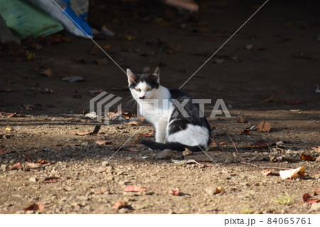 様子をうかがう猫 様子をうかがう猫 84065761