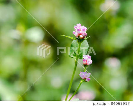 ママコノシリヌグイ 84065917