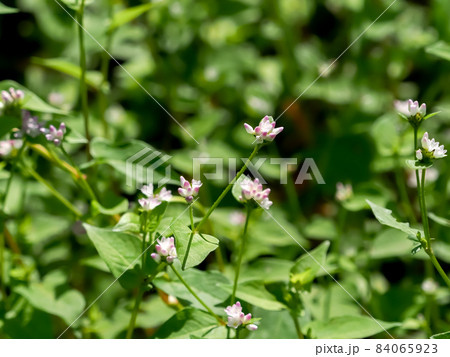 ママコノシリヌグイ 84065923