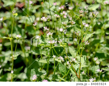 ママコノシリヌグイ 84065924