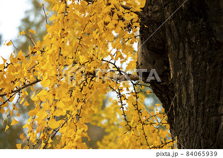 キャンパス 学園 校庭 84065939