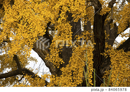 キャンパス 学園 校庭 84065978