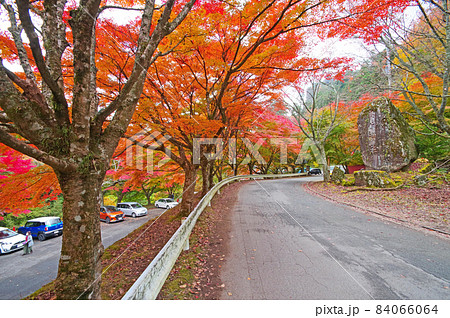 福岡県英彦山中腹にある豊前坊駐車場の紅葉 84066064