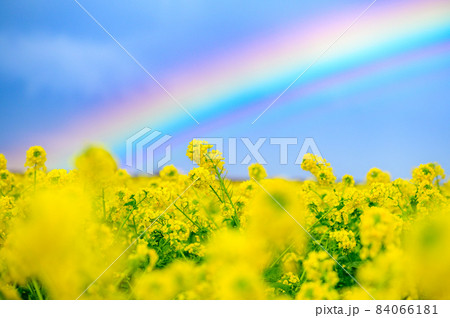 虹とナノハナ 84066181